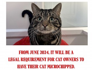 Microchipping your cat becomes a legal requirement in June this year - are you ready?